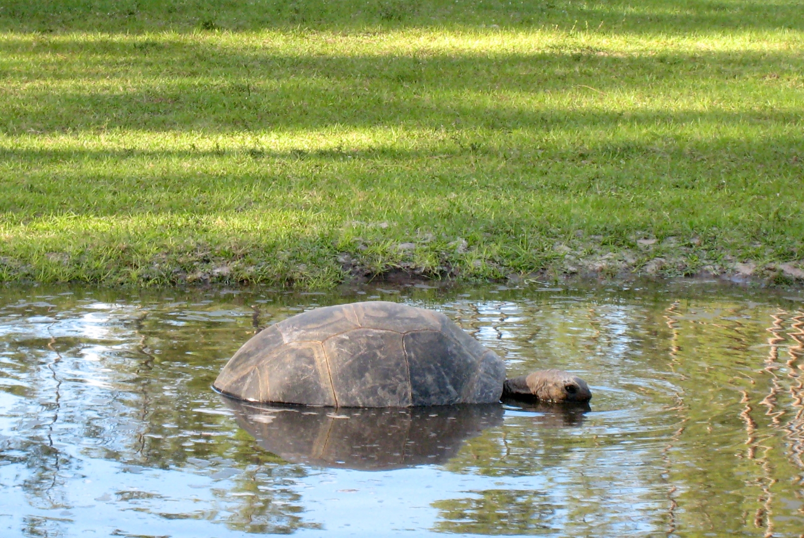 Aldabra Breeders