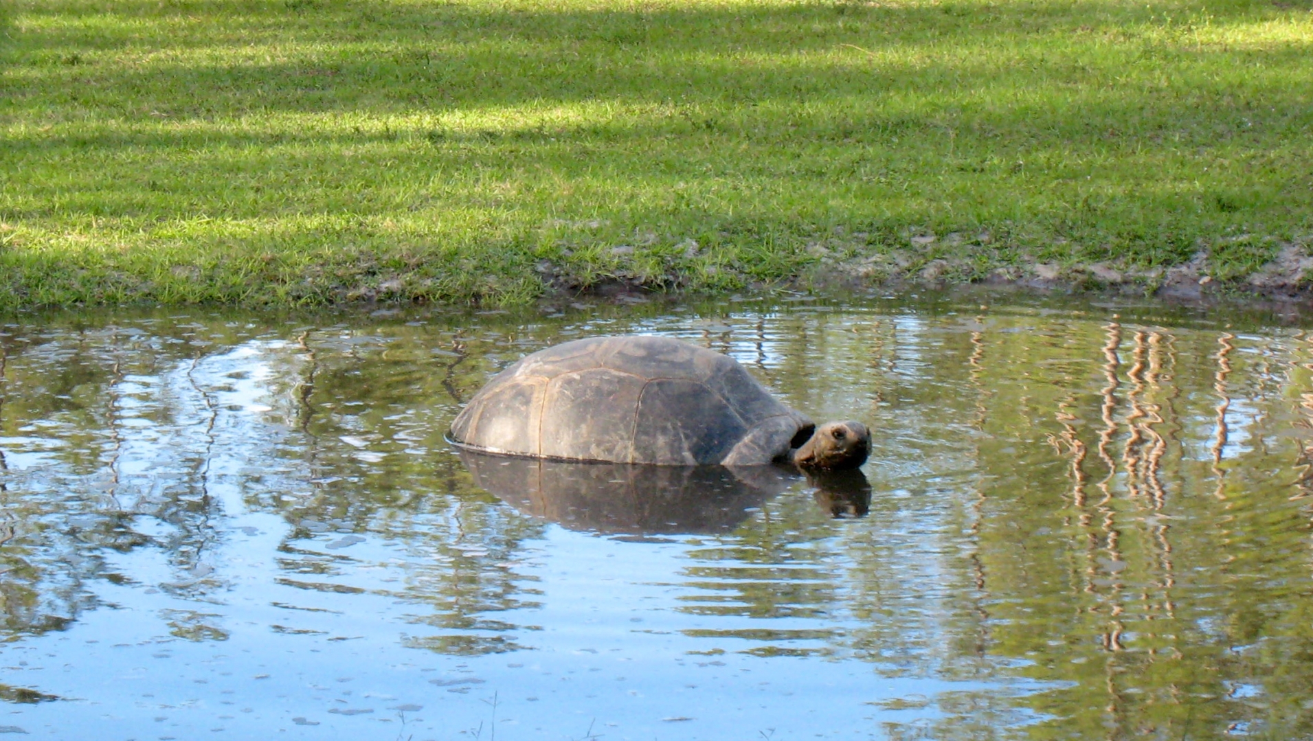 Aldabra Breeders