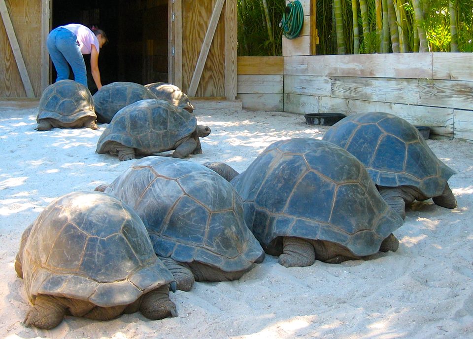 Aldabra Breeders