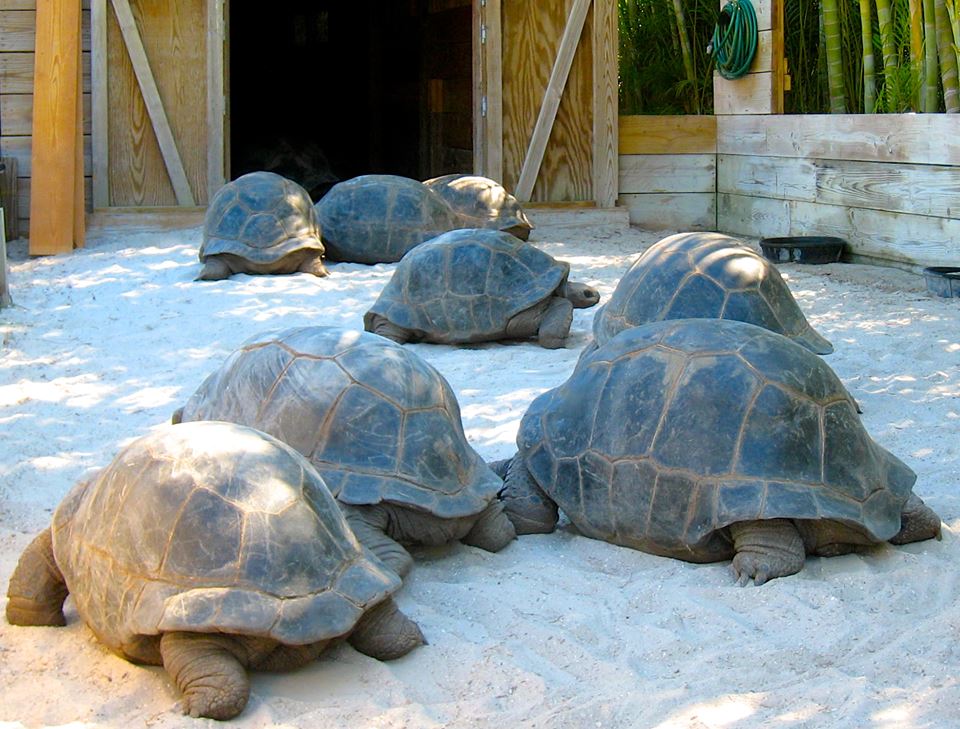 Aldabra Breeders
