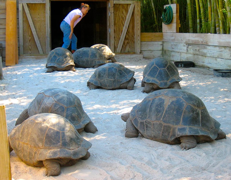 Aldabra Breeders