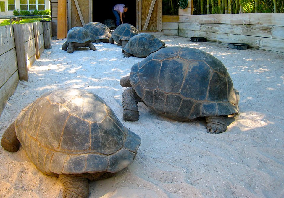 Aldabra Breeders