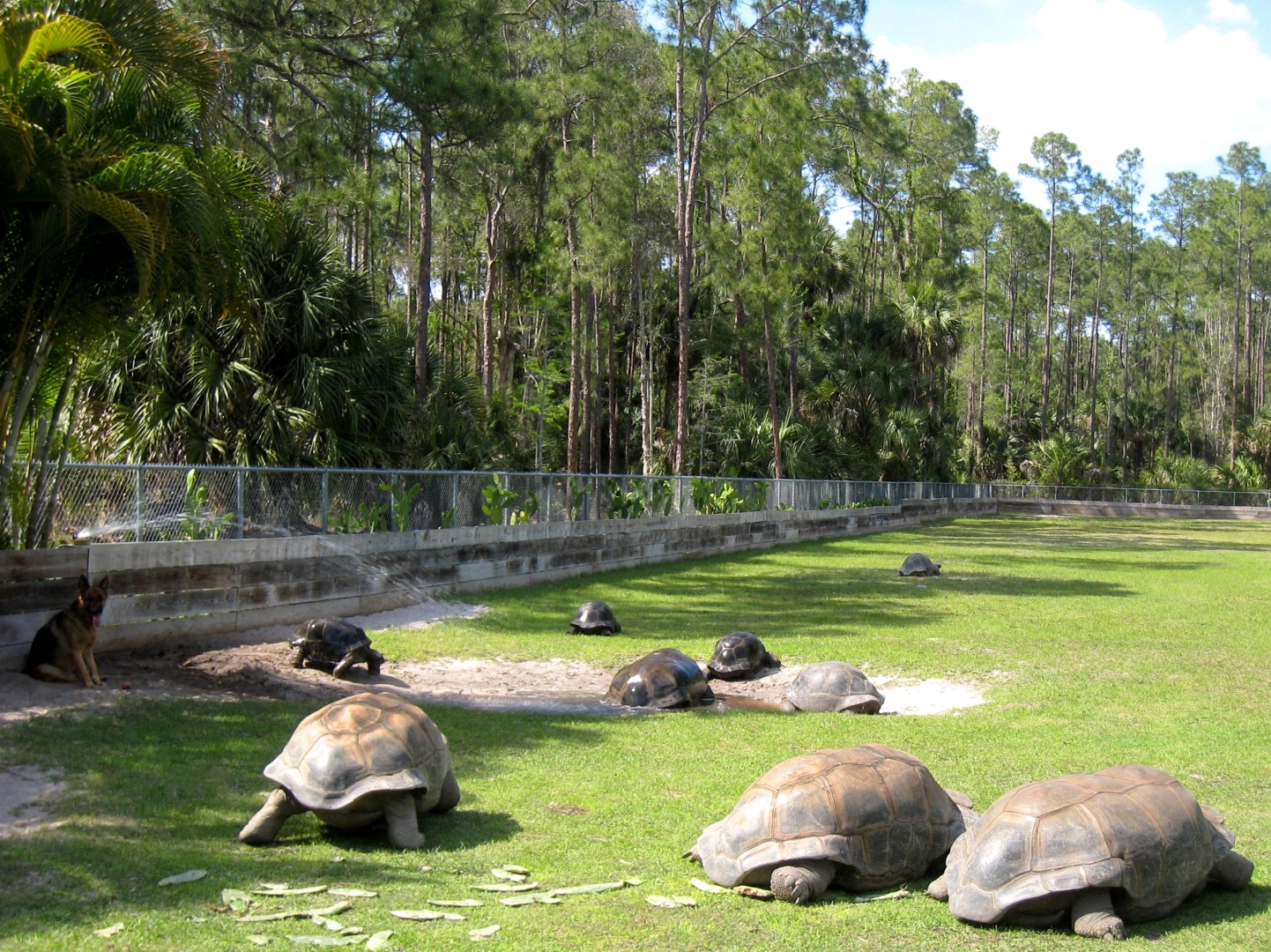 Aldabra Breeders