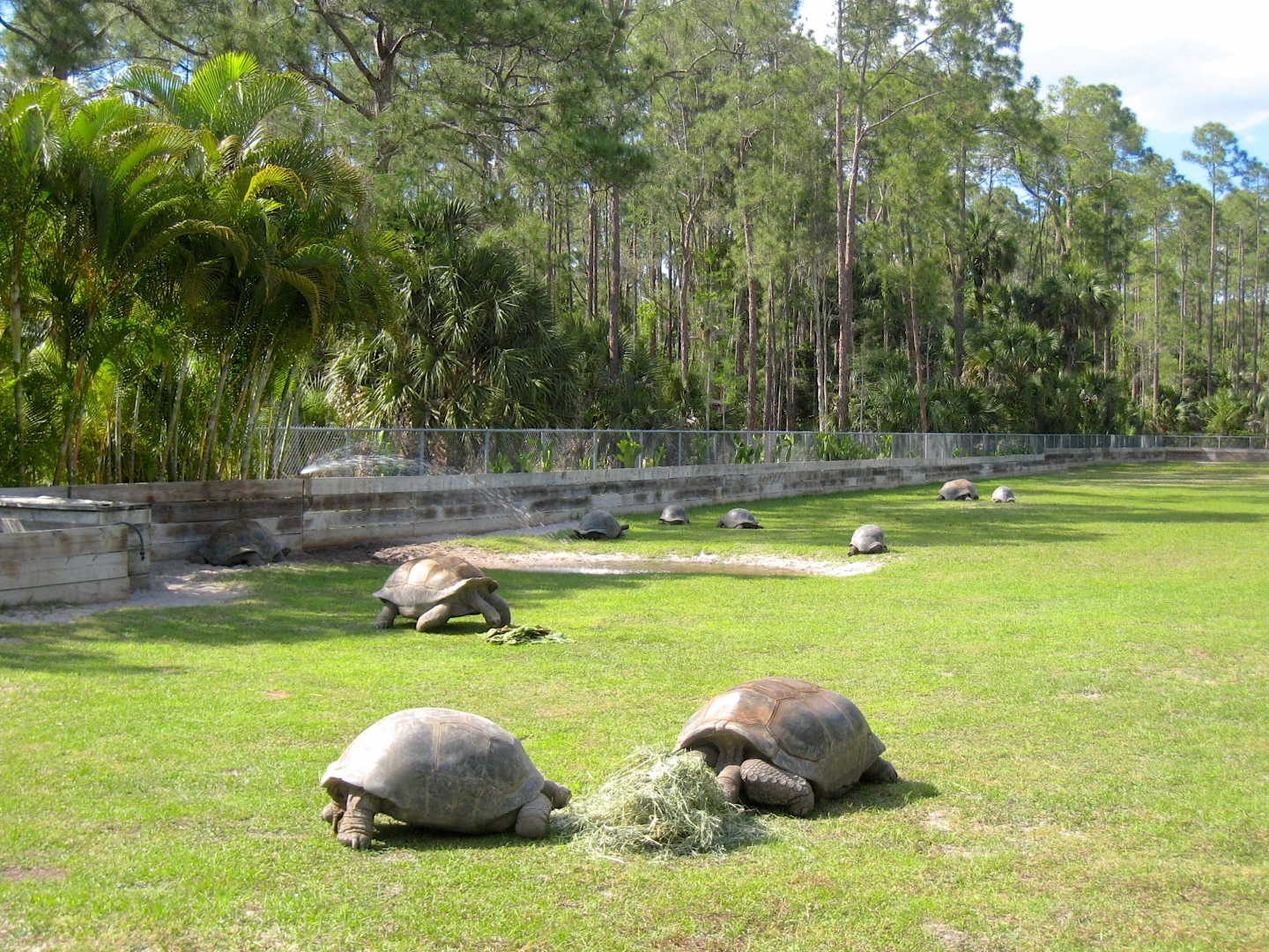 Aldabra Breeders