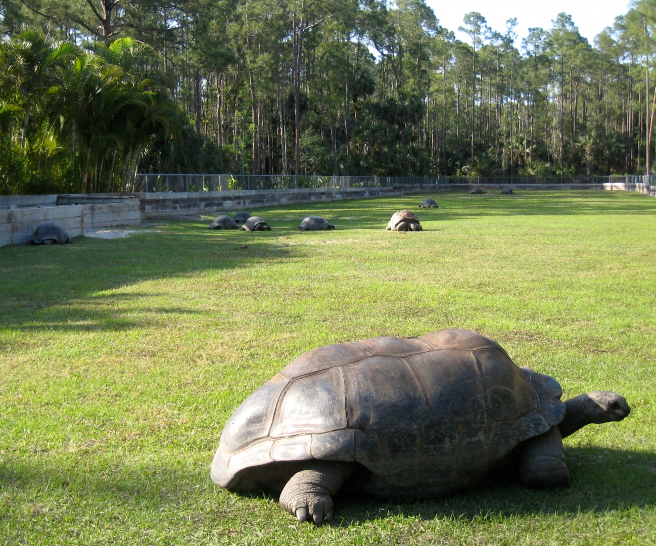 Aldabra Breeders