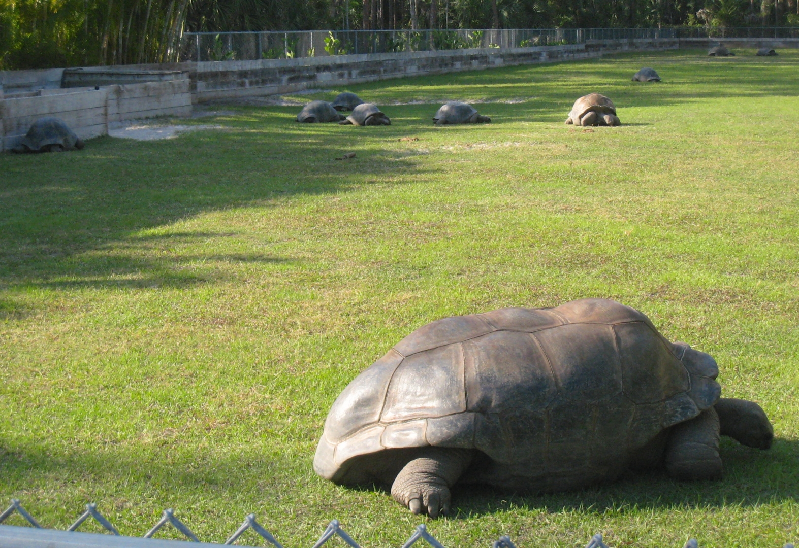 Aldabra Breeders