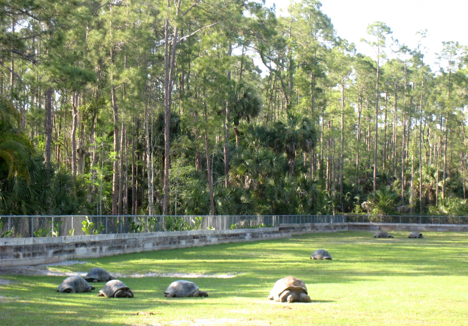 Aldabra Breeders