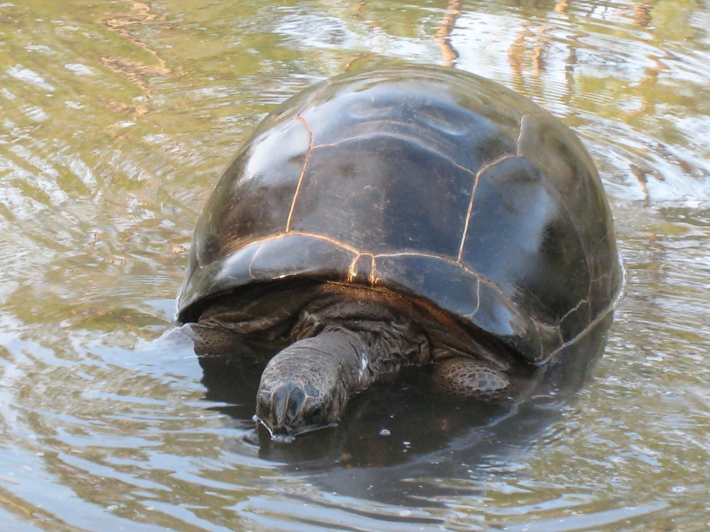 Aldabra Breeders