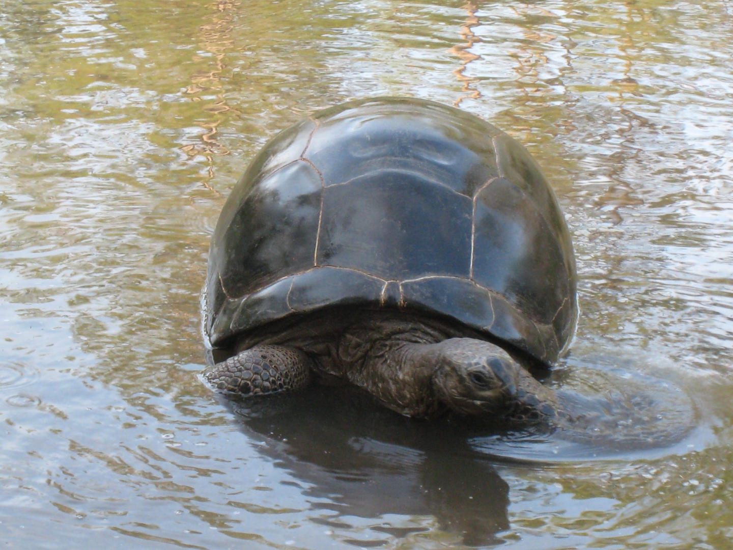 Aldabra Breeders