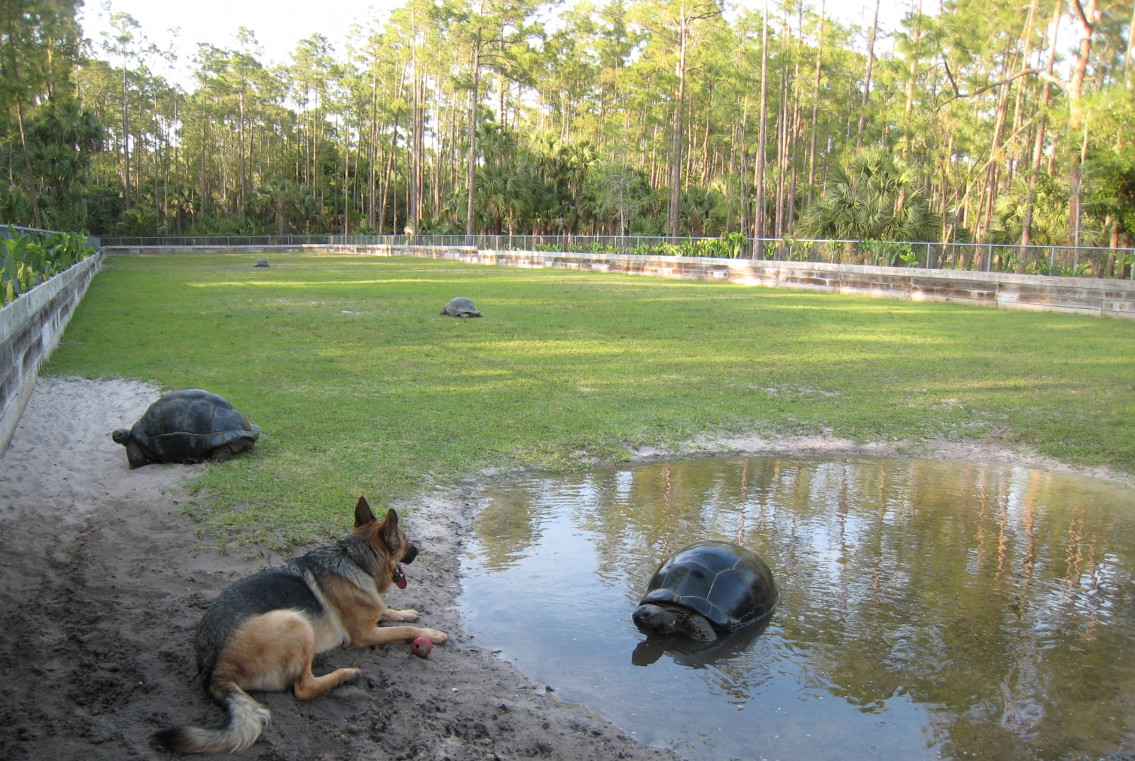 Aldabra Breeders