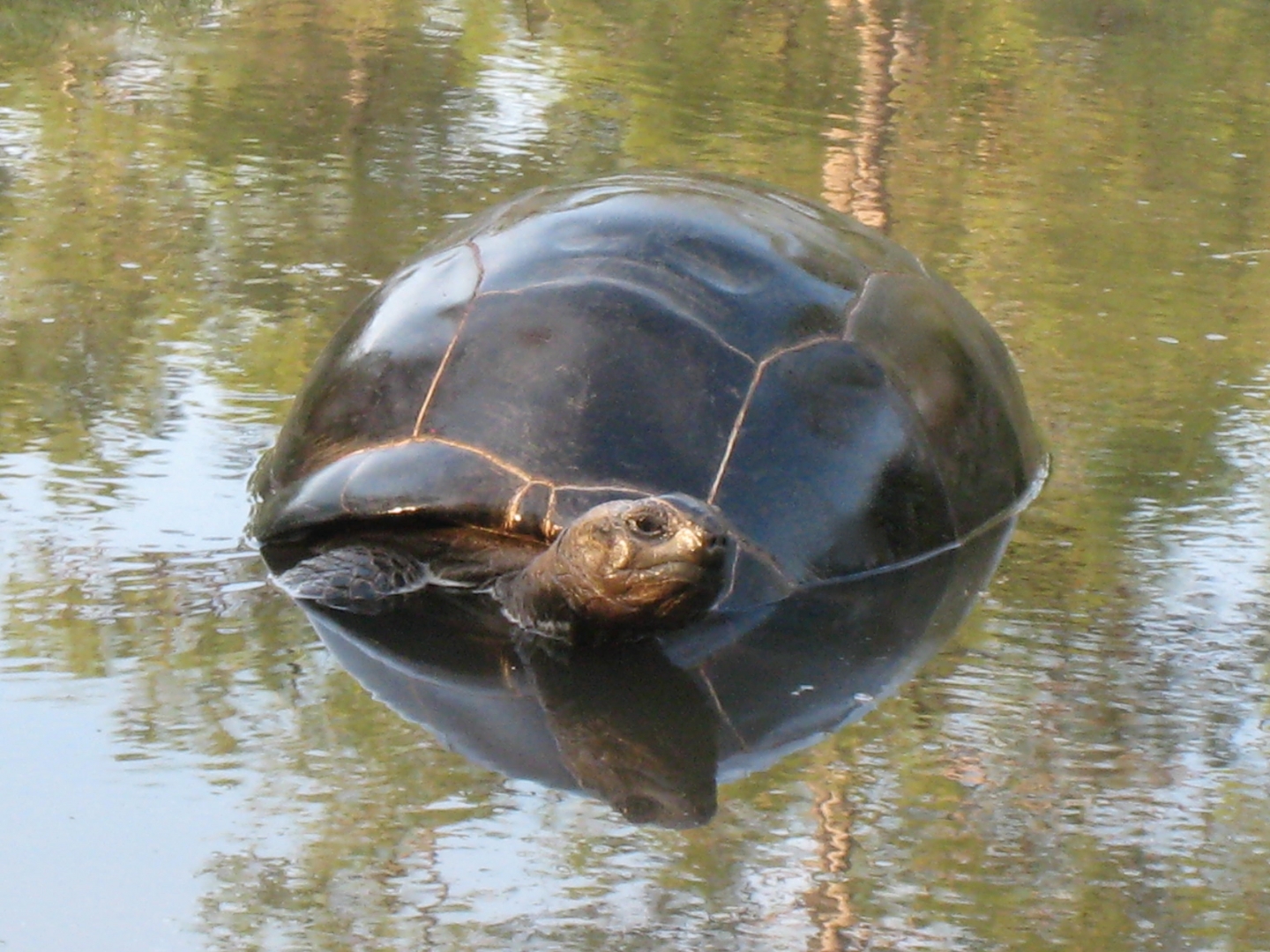 Aldabra Breeders