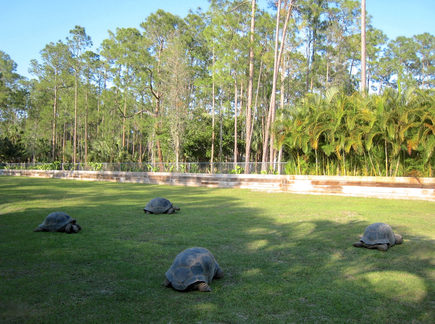 Aldabra Breeders