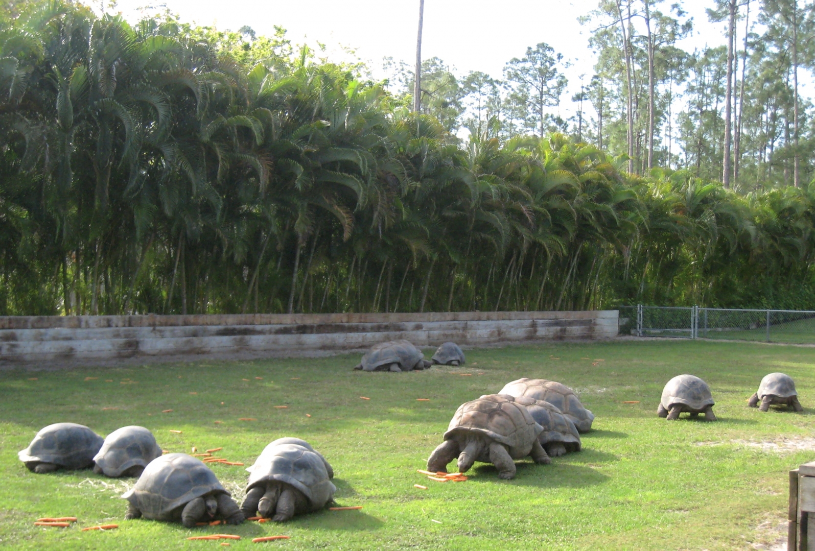 Aldabra Breeders