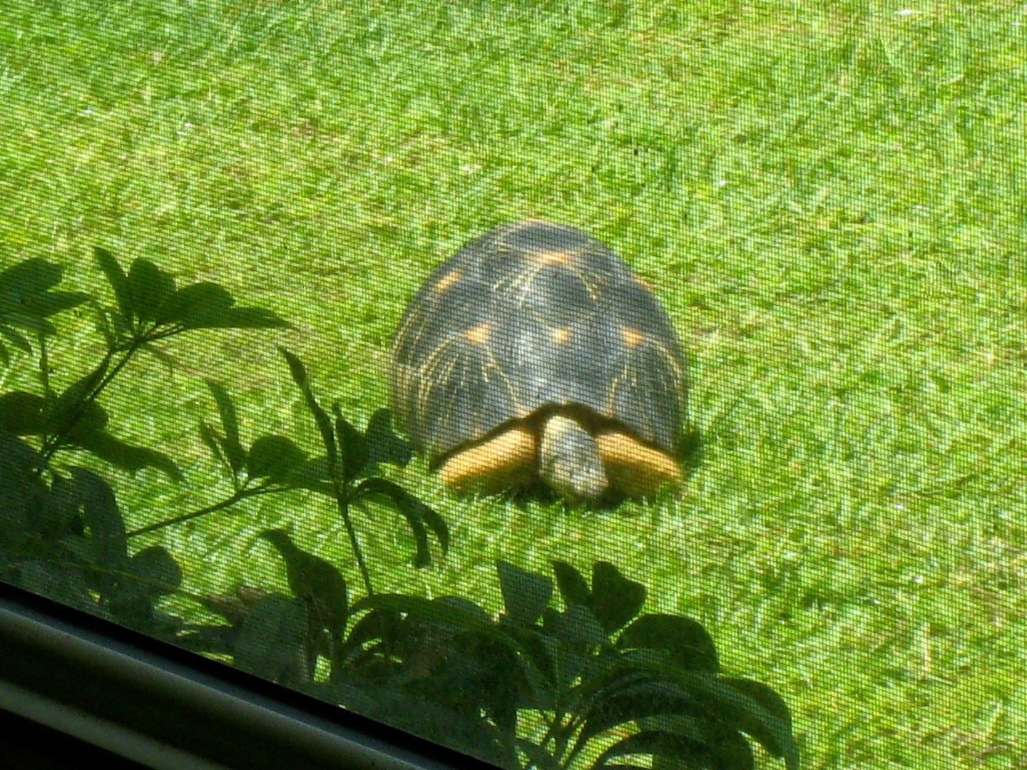 Aldabra Breeders