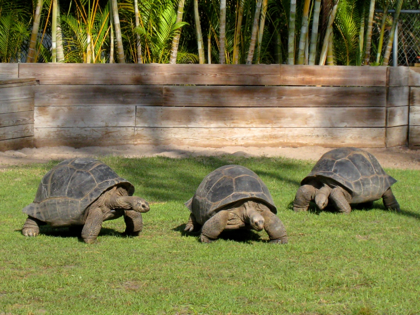 Aldabra Breeders