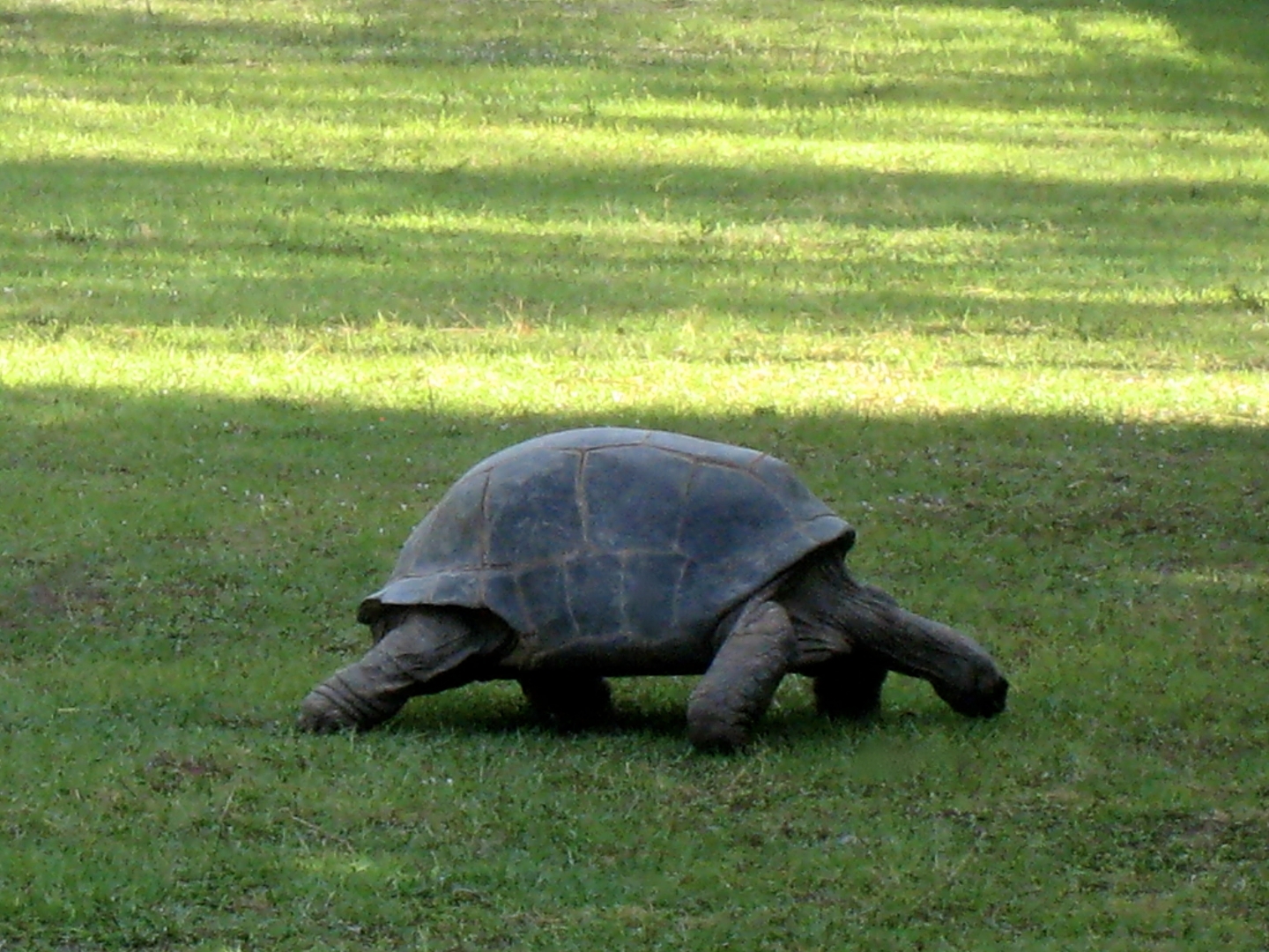 Aldabra Breeders