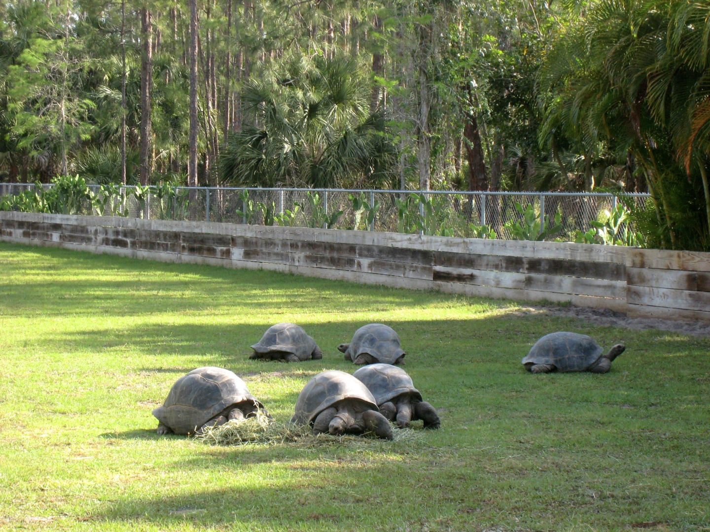 Aldabra Breeders
