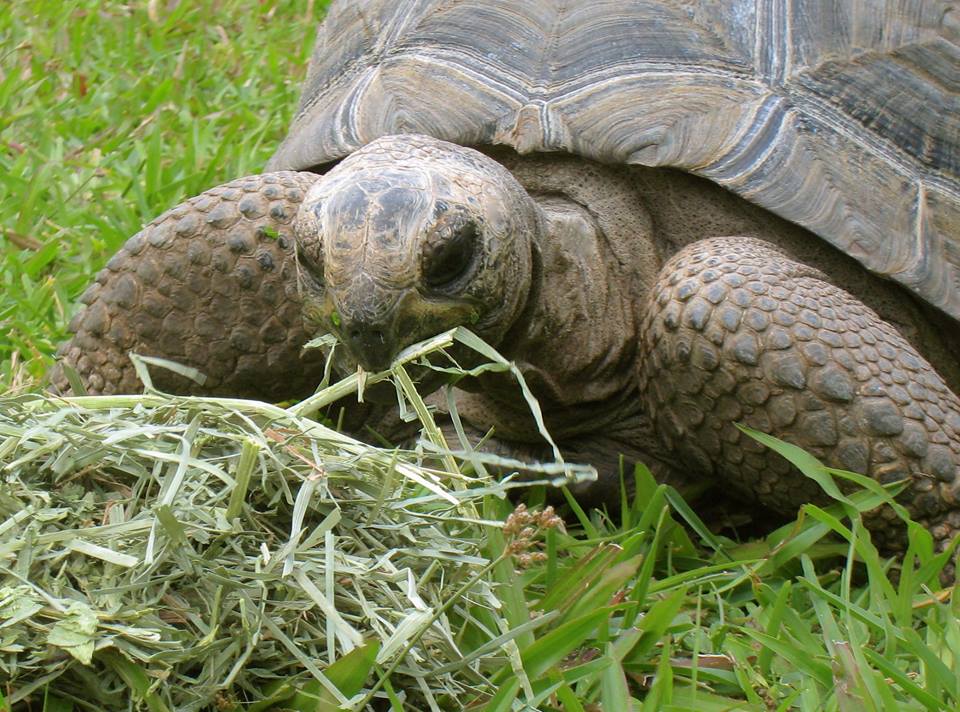 Aldabra Breeders