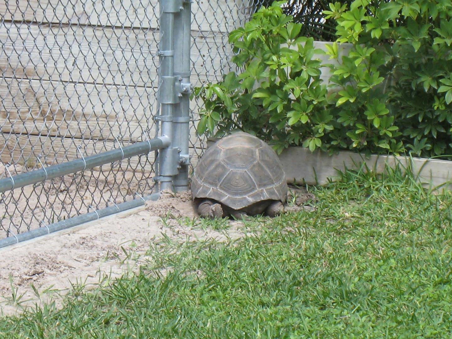 Aldabra Breeders