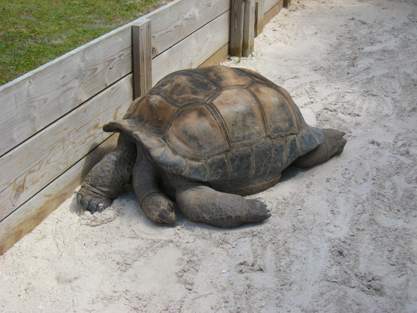 Aldabra Breeders