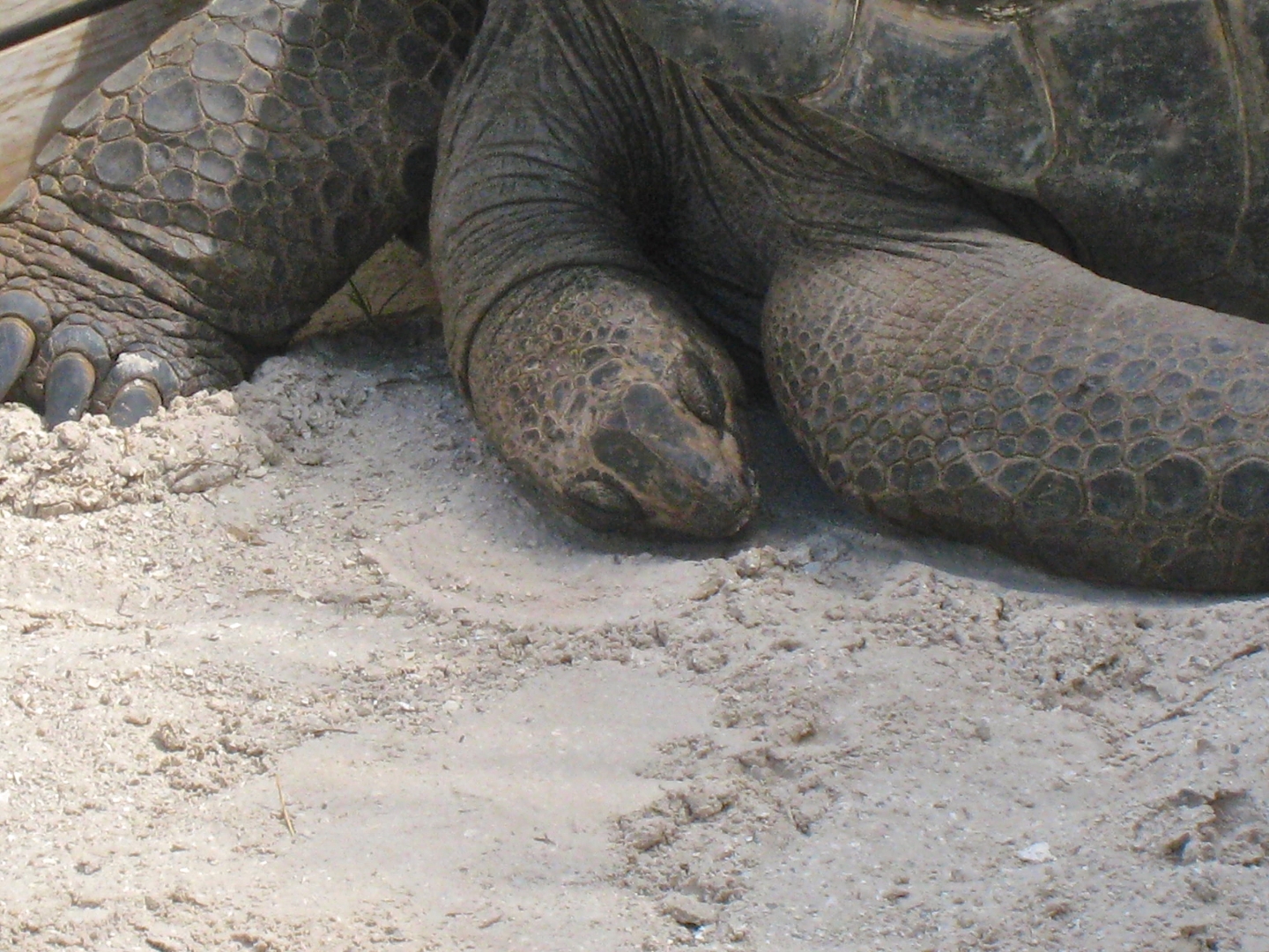 Aldabra Breeders