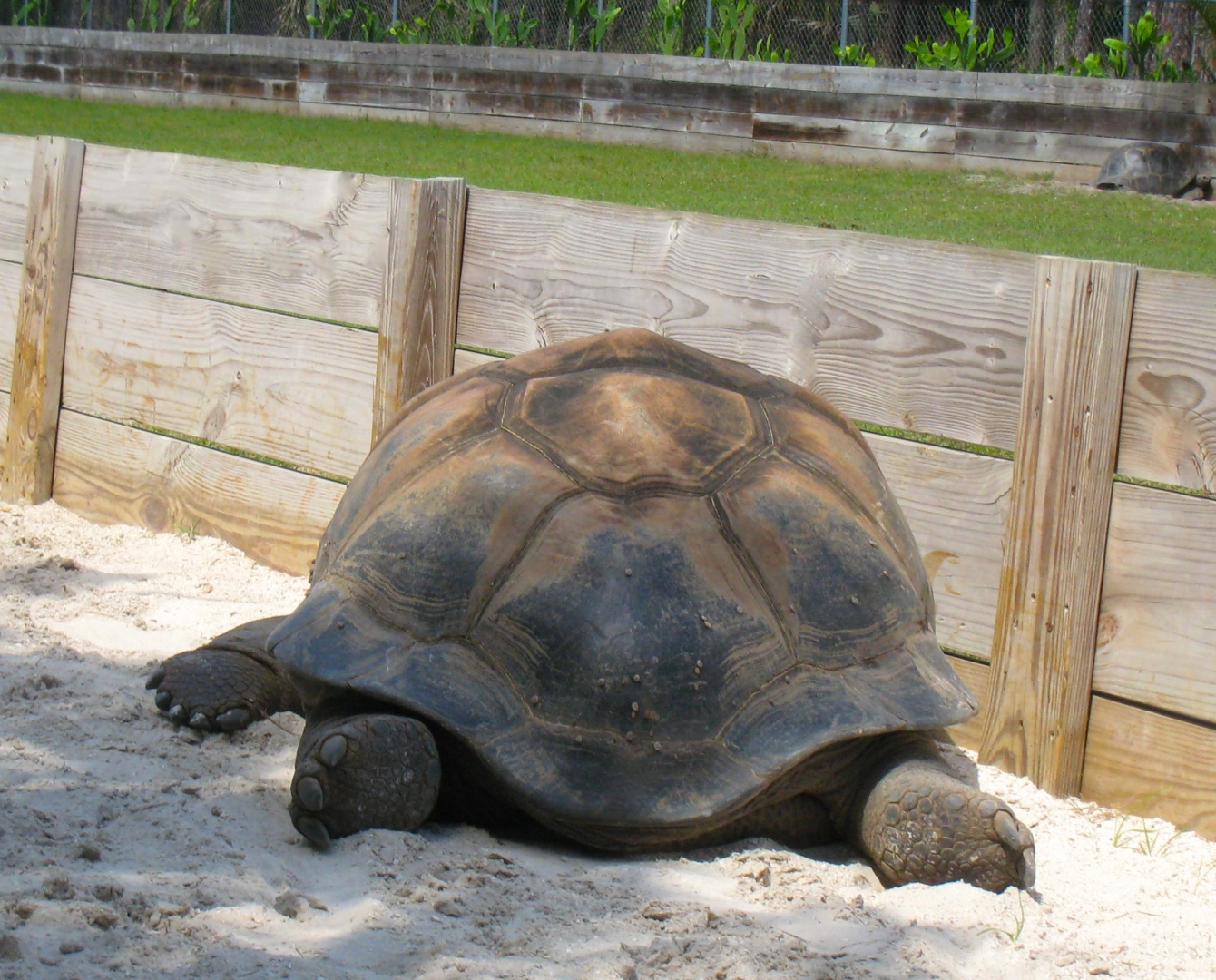 Aldabra Breeders