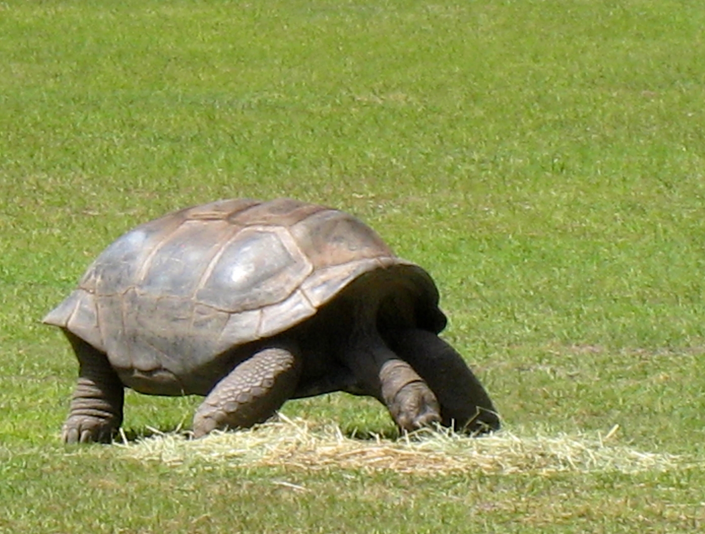 Aldabra Breeders