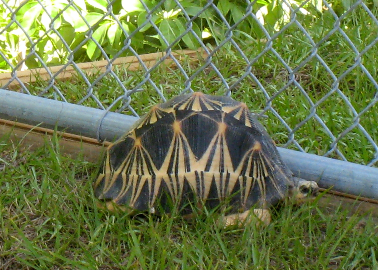 Aldabra Breeders