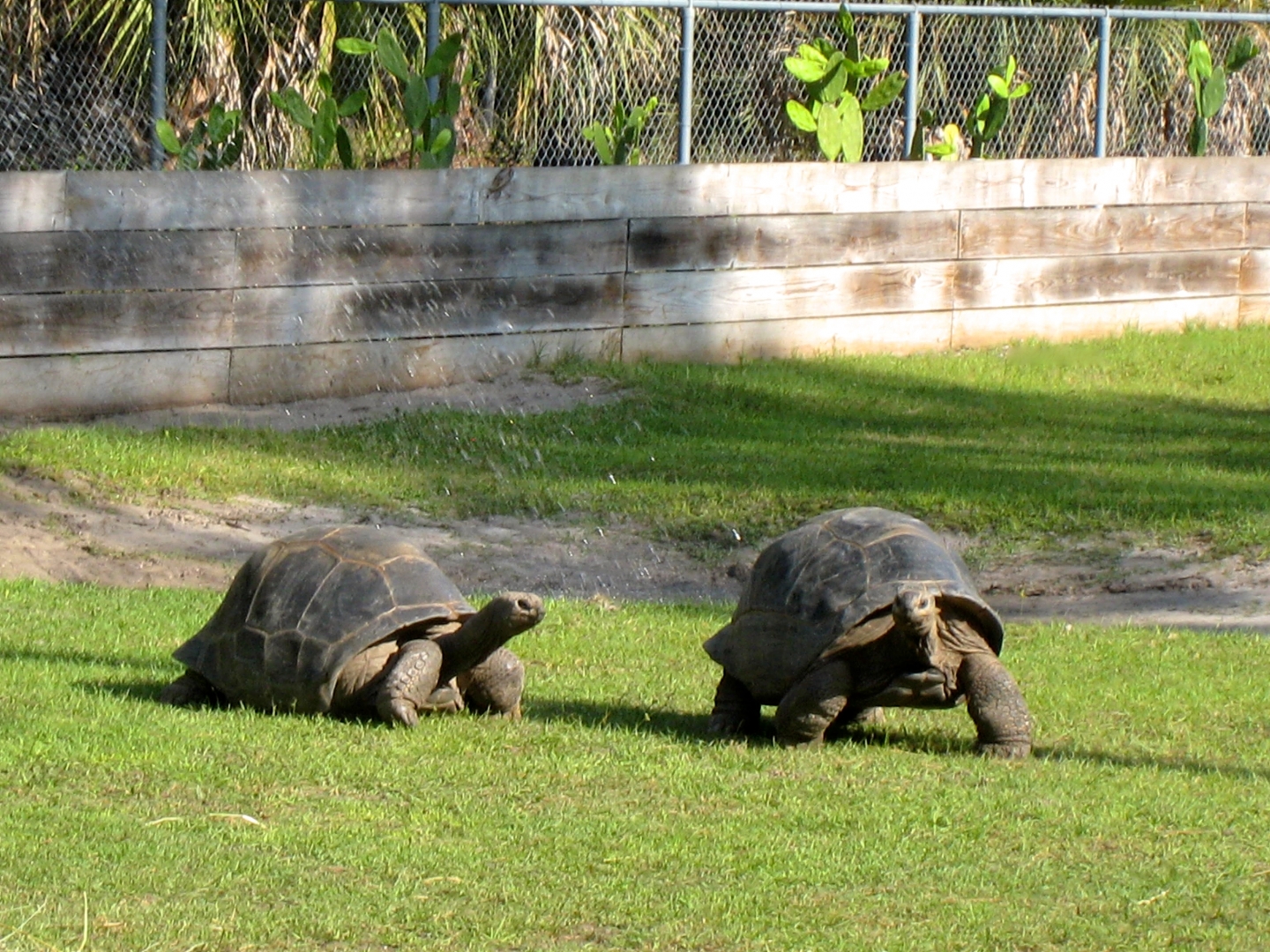 Aldabra Breeders