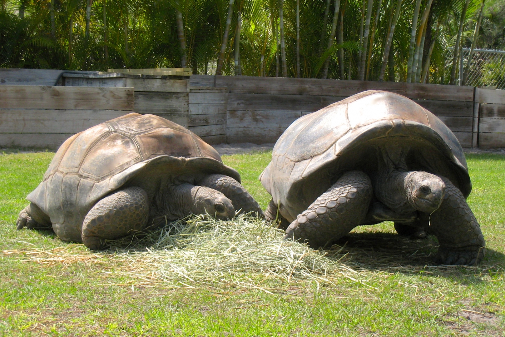 Aldabra Breeders