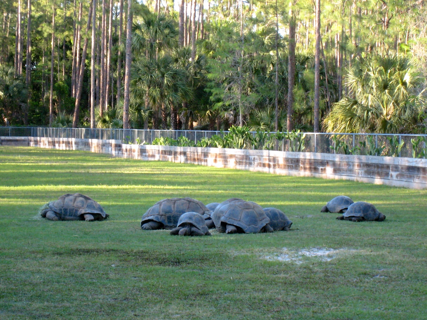 Aldabra Breeders