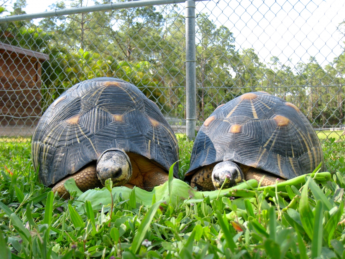 Aldabra Breeders