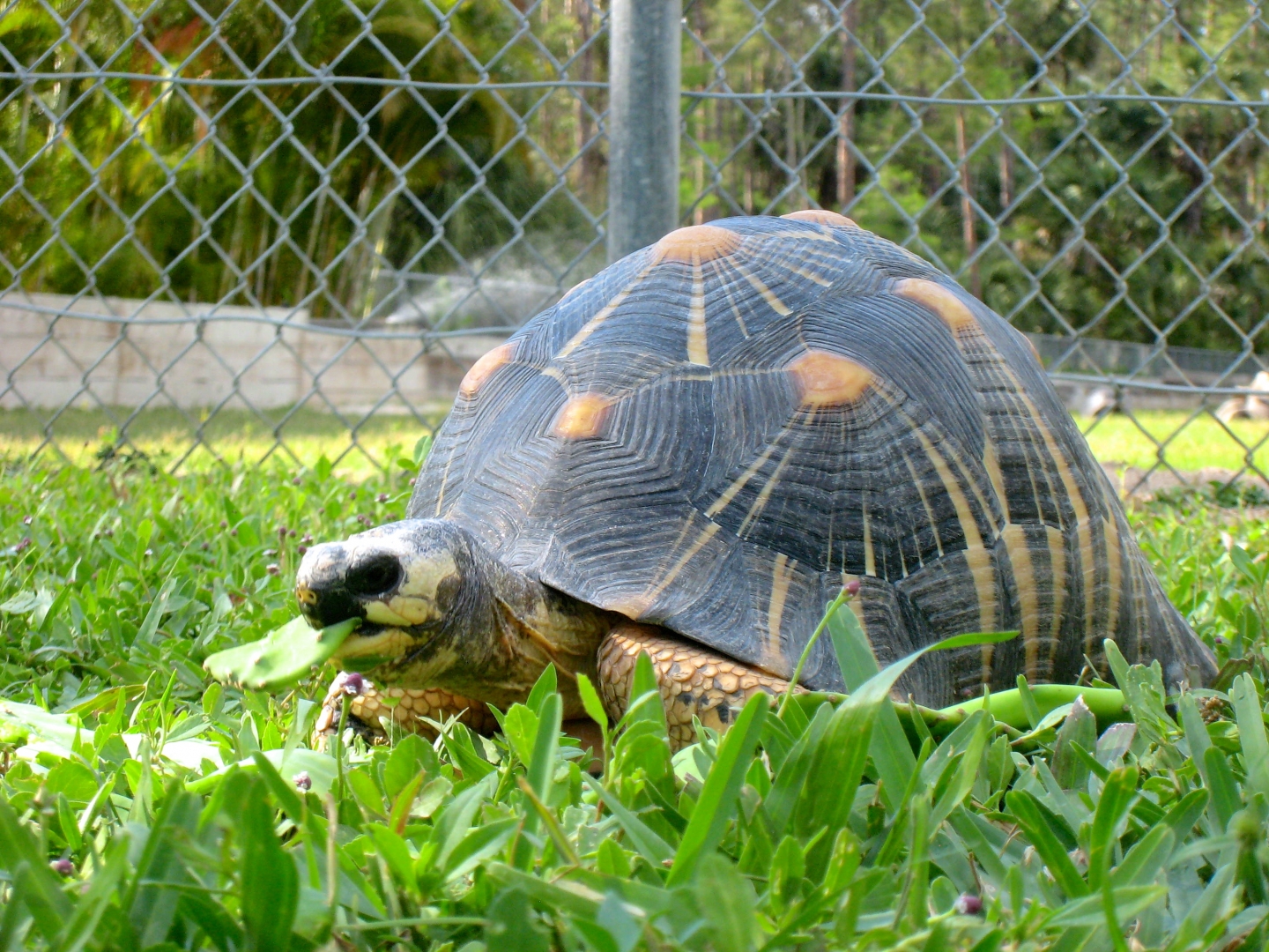 Aldabra Breeders