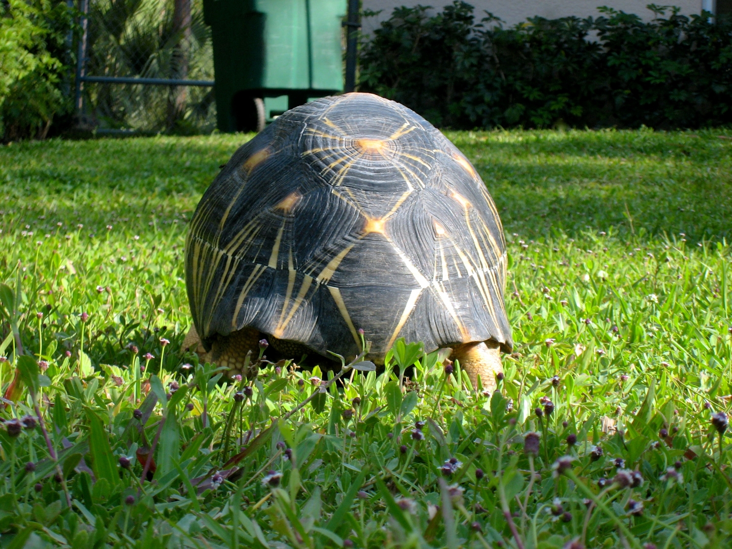 Aldabra Breeders