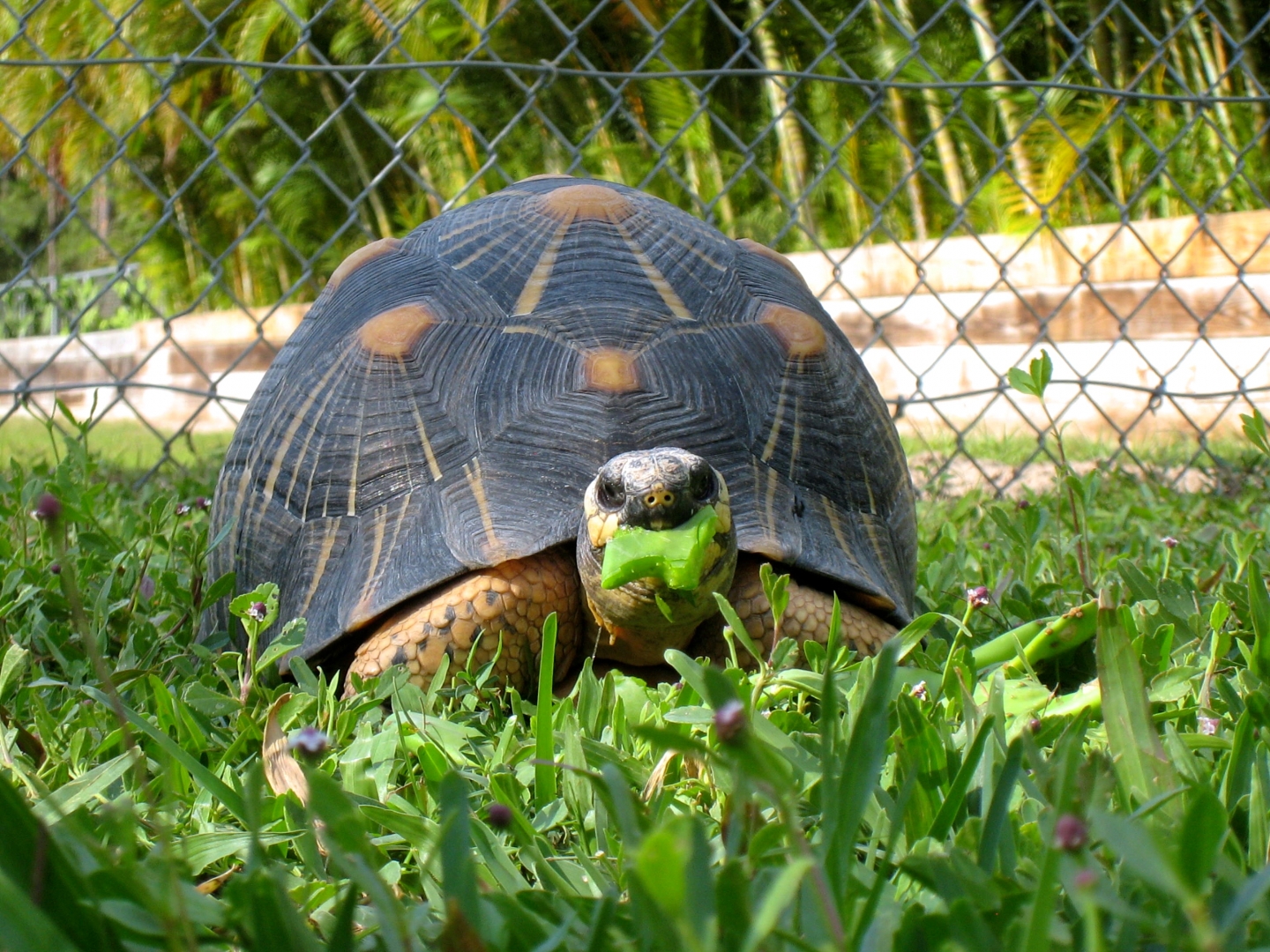 Aldabra Breeders