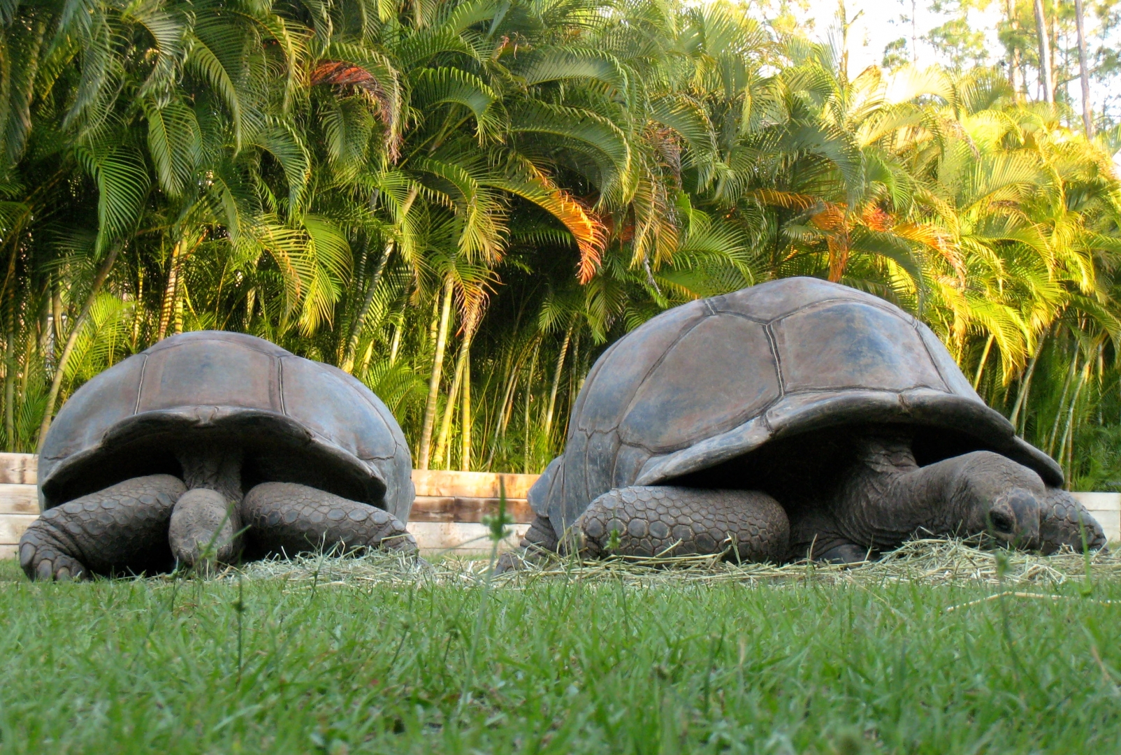 Aldabra Breeders