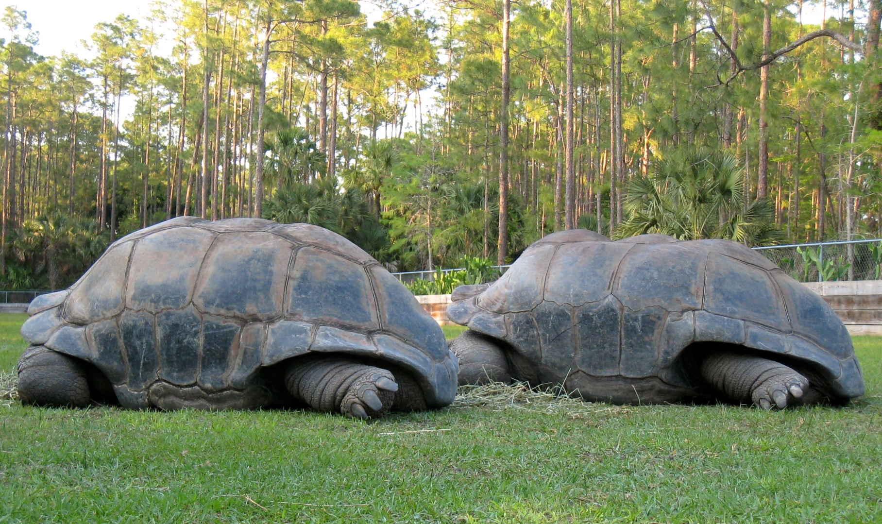 Aldabra Breeders