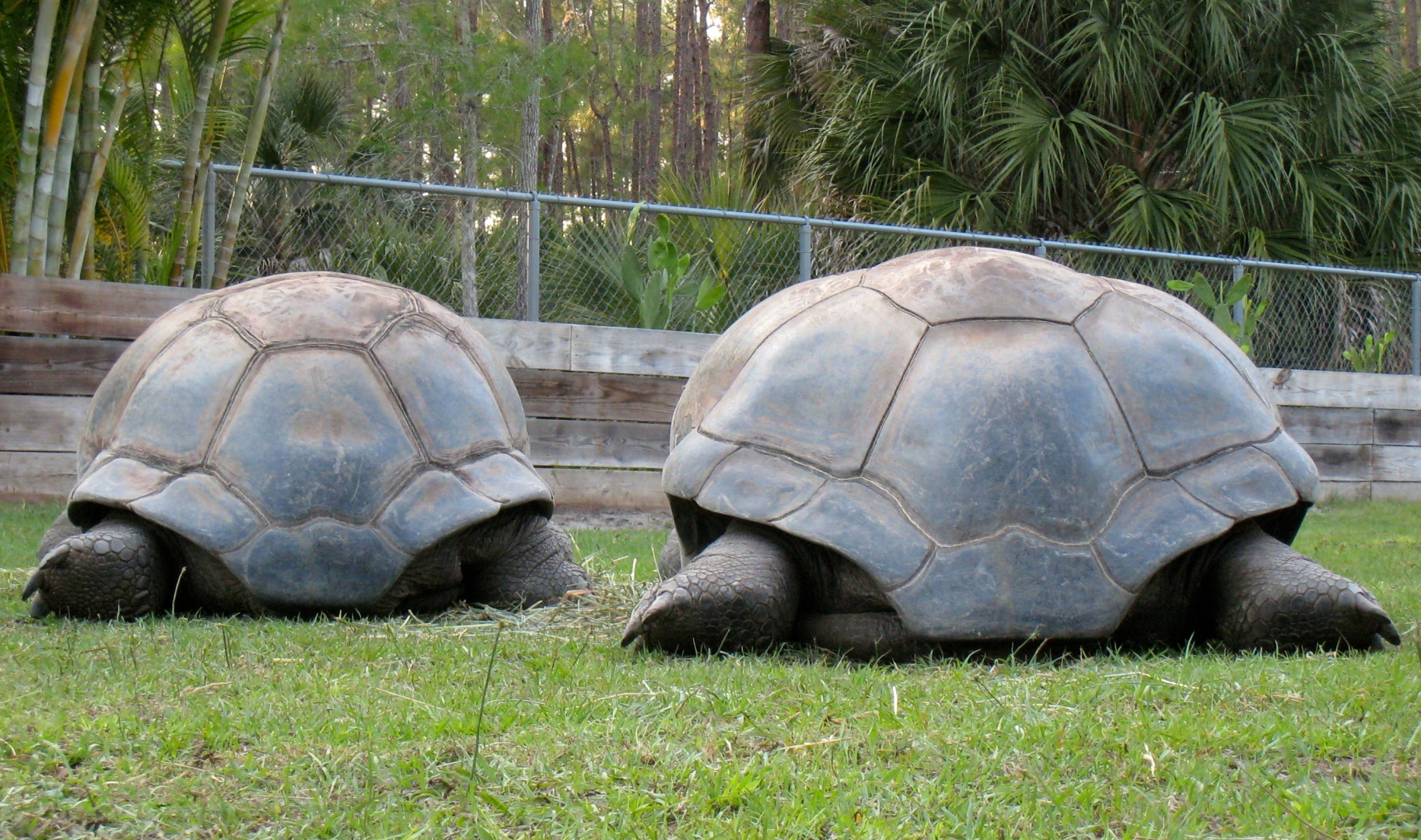 Aldabra Breeders