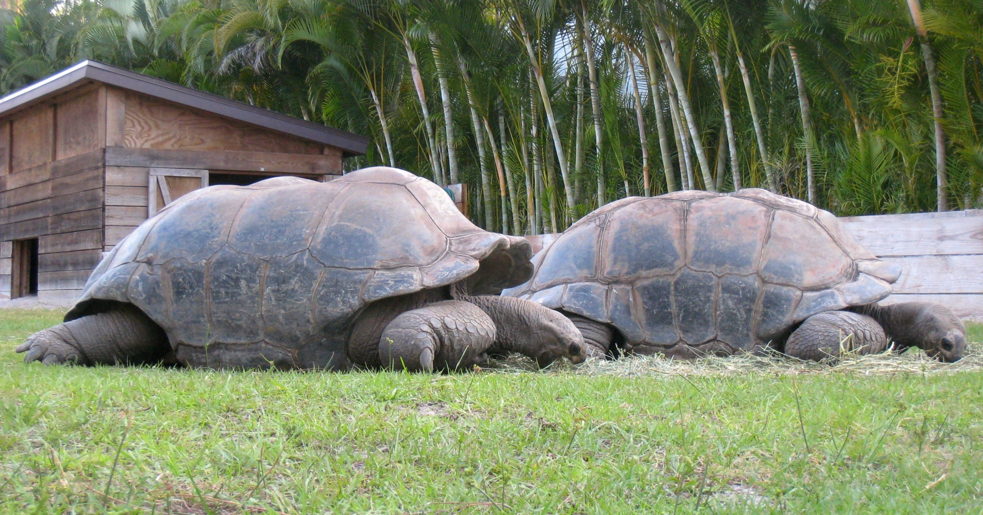 Aldabra Breeders