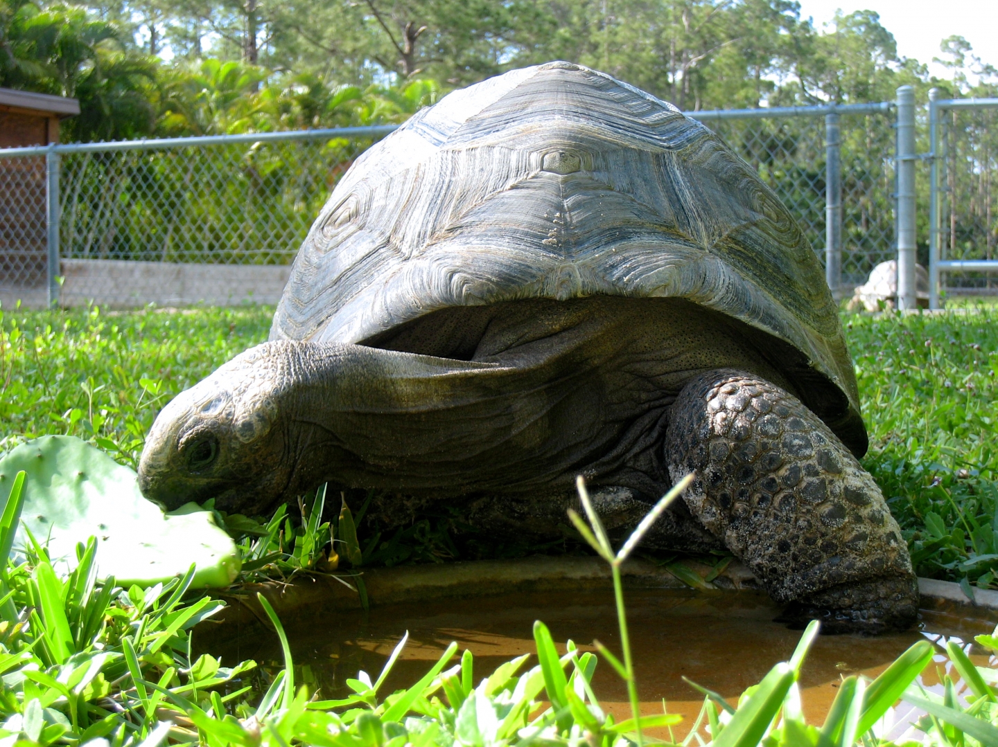 Aldabra Breeders