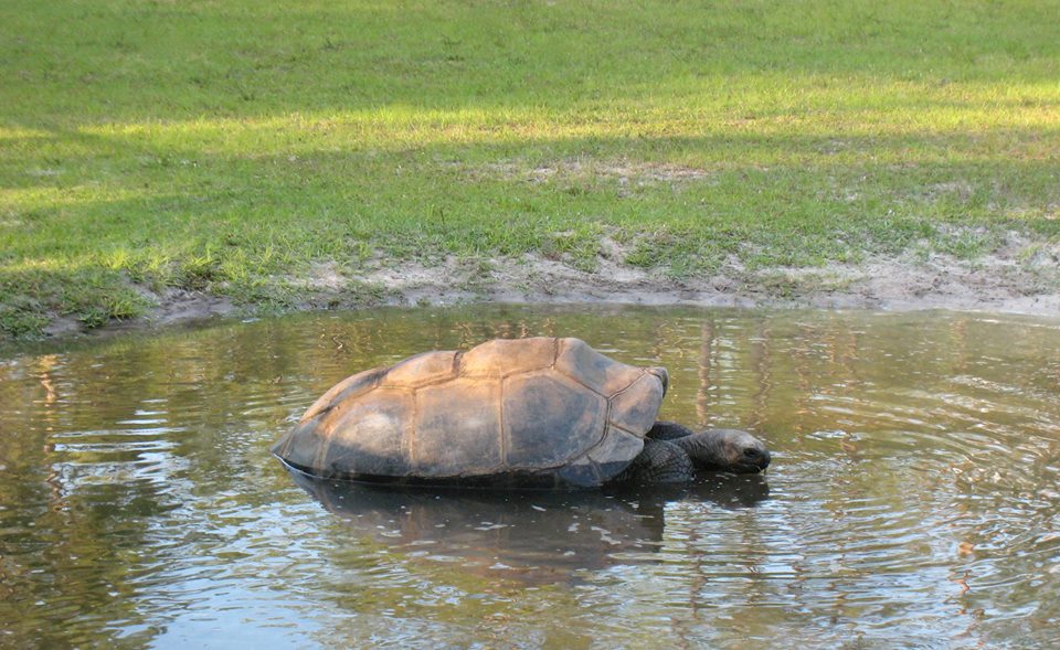 Aldabra Breeders