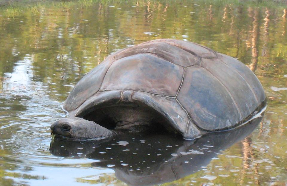 Aldabra Breeders