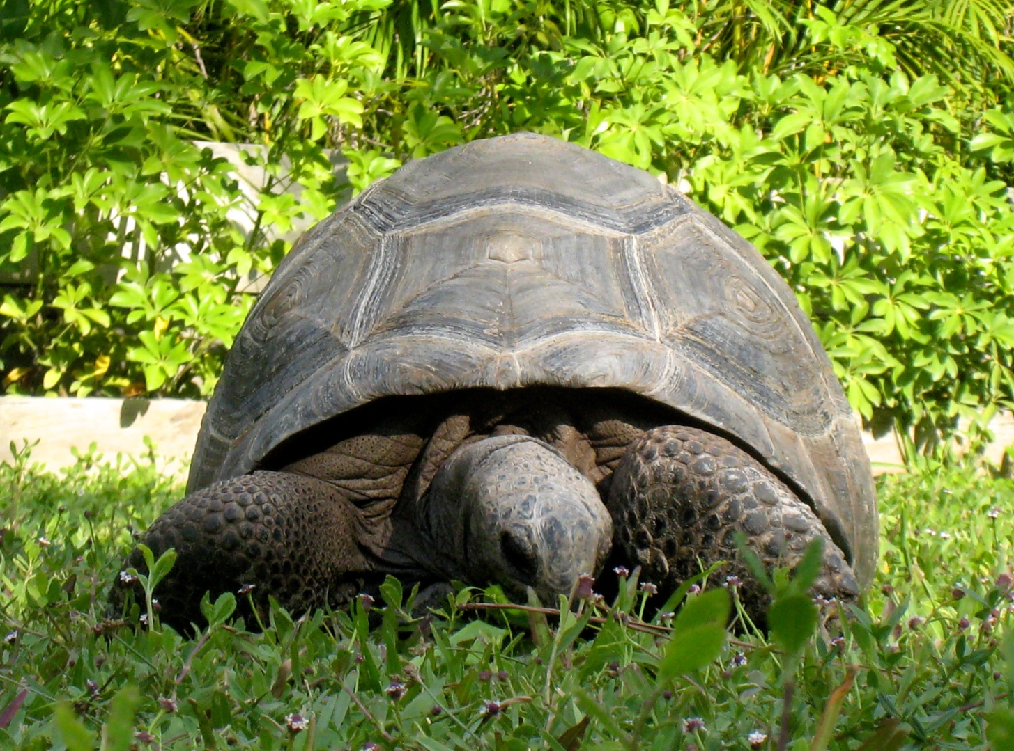 Aldabra Breeders