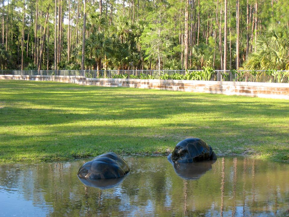 Aldabra Breeders