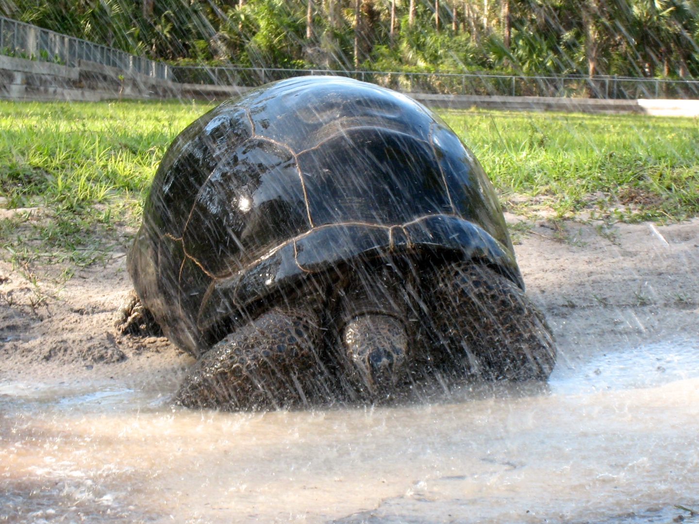 Aldabra Breeders