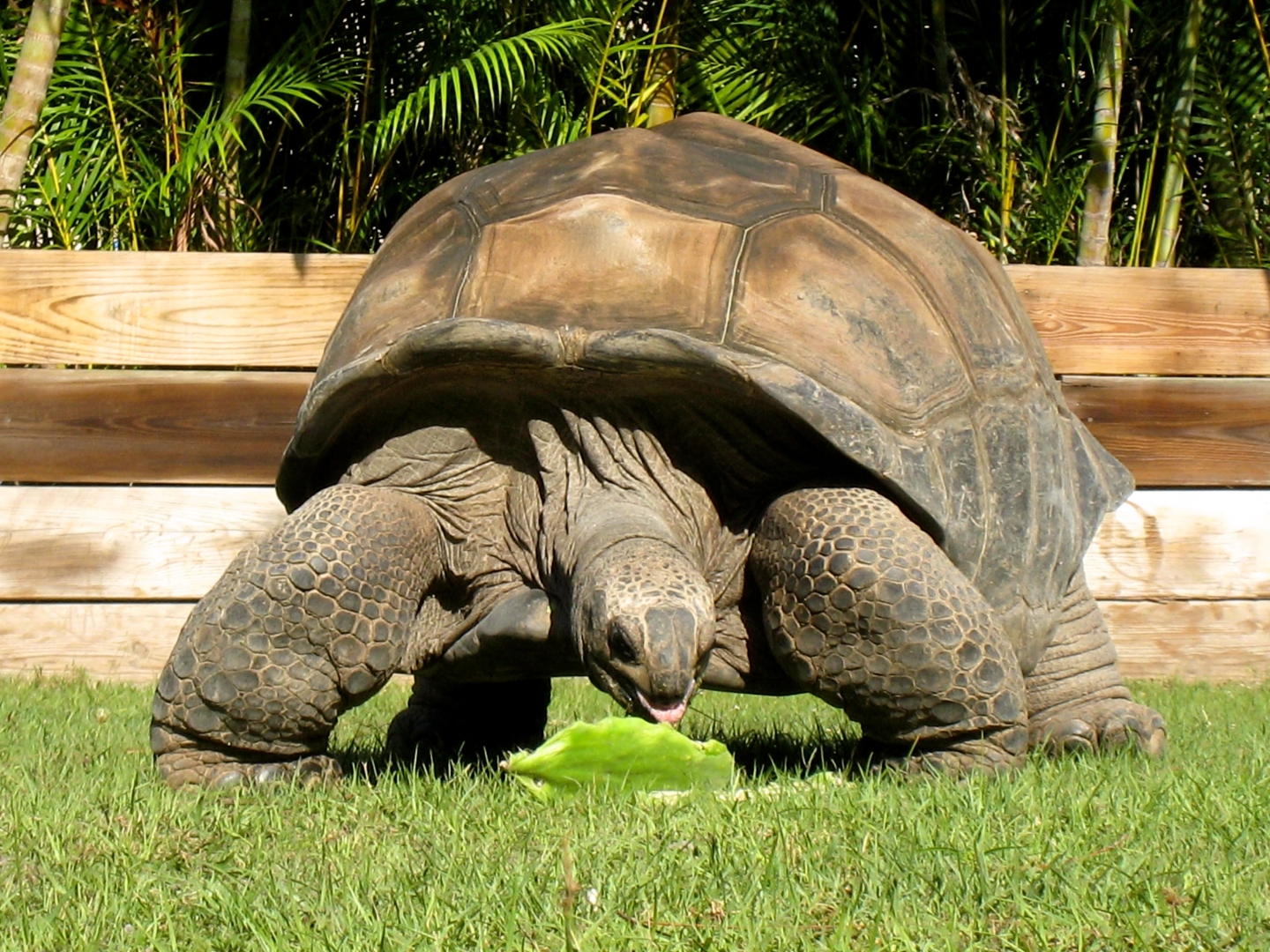 Aldabra Breeders
