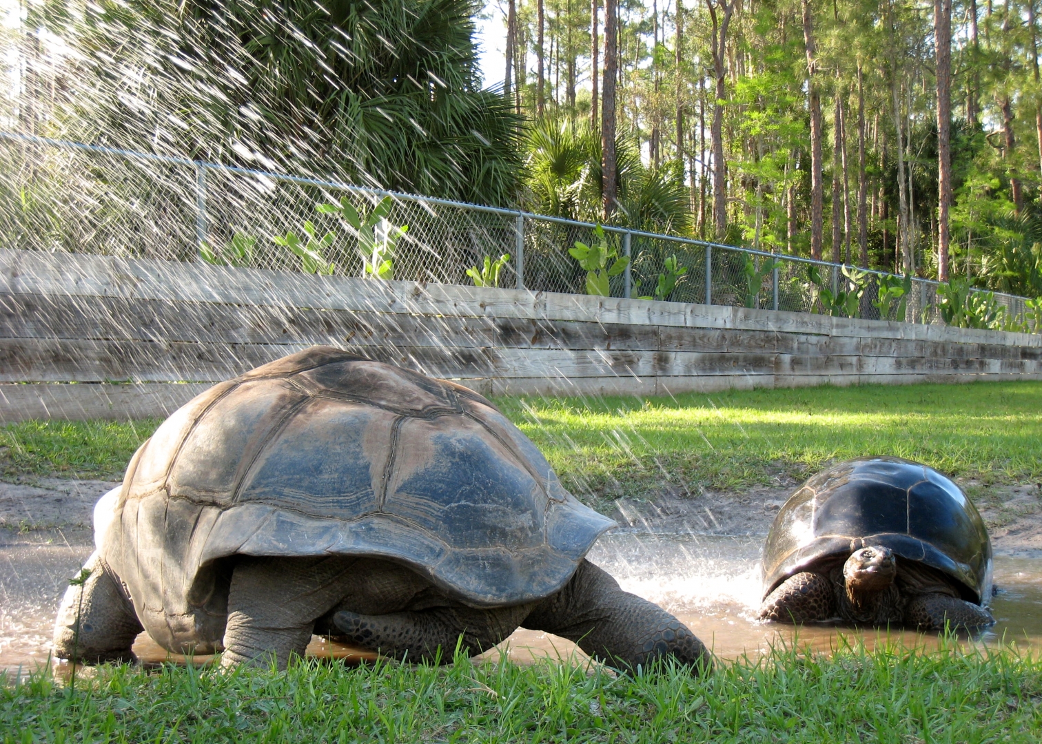 Aldabra Breeders