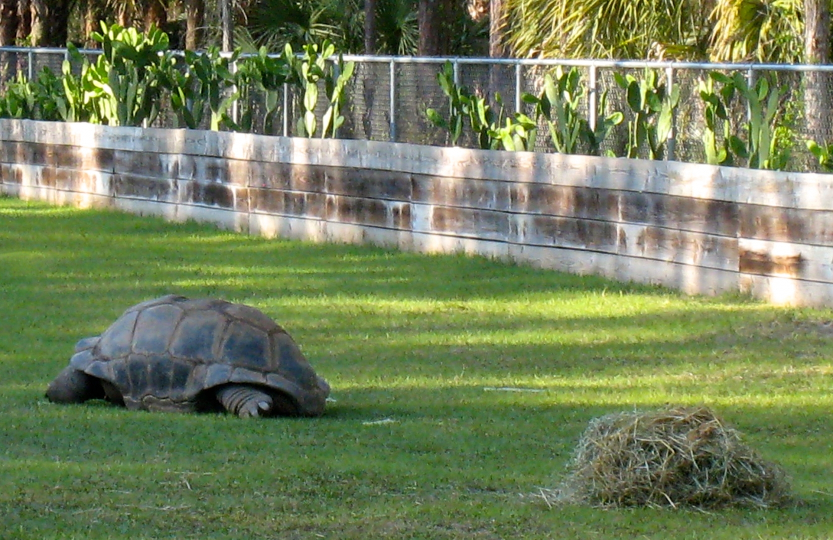 Aldabra Breeders