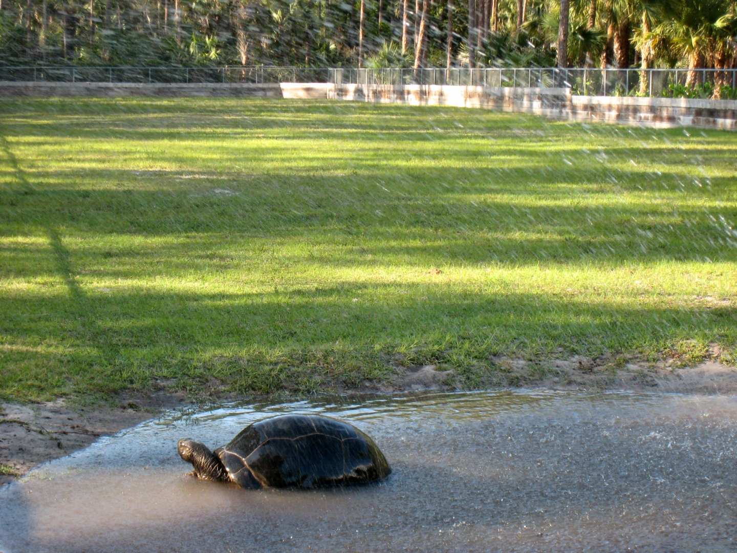 Aldabra Breeders