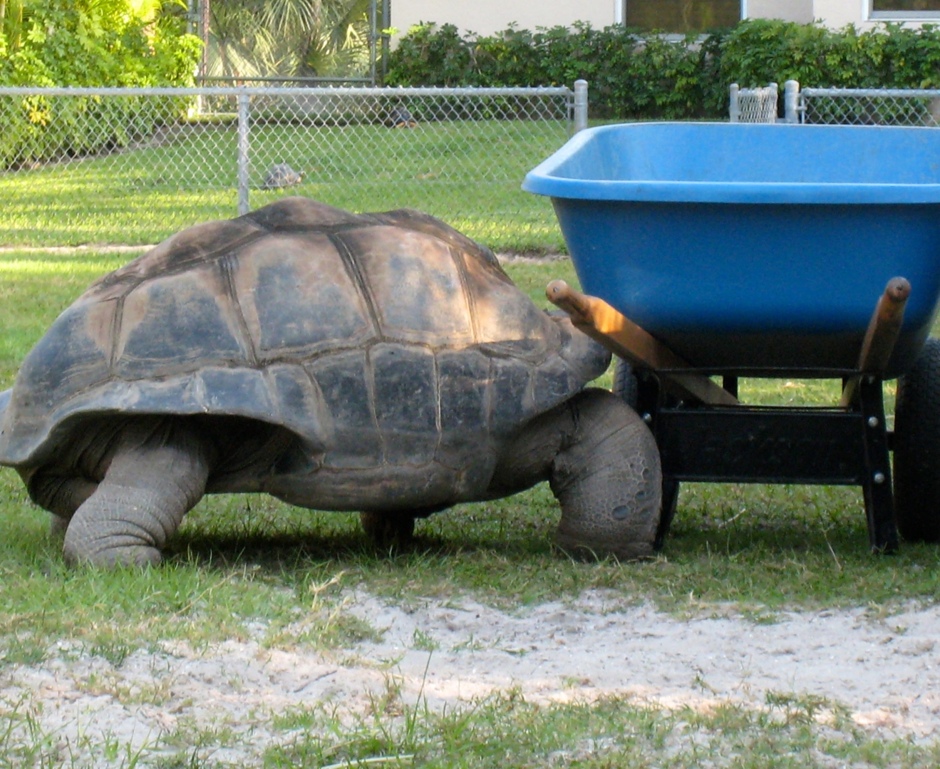 Aldabra Breeders